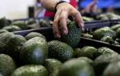 EU deja inspecciones de aguacates en manos del gobierno de México