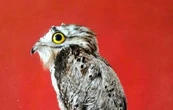 Ola de calor en México: primero fueron los monos, ahora hay aves con aire acondicionado