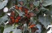 EU planea declarar a las mariposas monarca como especie amenazada