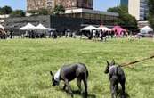 Vacunación, desparasitación y más servicios gratuitos para las mascotas en Ciudad Universitaria