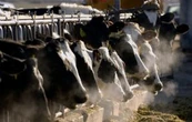 ¿Qué es la miasis por gusano barrenador y cómo prevenir esta enfermedad en humanos?
