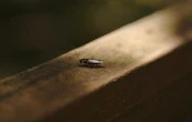 Académico alerta por invasión de cucarachas resistentes a insecticidas