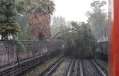 Metro se impacta contra árbol en la Línea 5 y conductora resulta herida