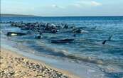 Más de 100 ballenas piloto varadas en la costa de Australia fueron rescatadas, según experto