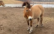 Científicos logran secuenciar el genoma de la última especie de caballo salvaje