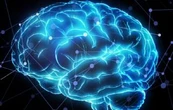 Resuelto el enigma del tamaño del cerebro y la singularidad humana