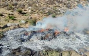 Destruyen ocho plantíos y tres secaderos de mariguana en Ensenada, Baja California