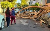 Reportan incendio, caída de árbol sobre un auto y fuga de gas tras sismo de 6.5 en CDMX (Video)