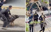 Perro policía neutralizó a delincuente en San Diego (Video)