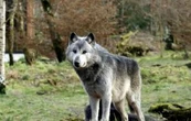 Niño de 18 meses es mordido por lobo en zoológico mientras sus padres usaban el celular