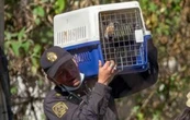Rescatan animales maltratados del Refugio Franciscano en Cuajimalpa