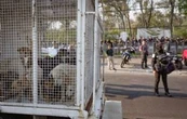 Gobierno de CDMX retiran y resguardan animales maltratados del Refugio Franciscano en Cuajimalpa 