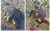 Derrame de hidrocarburo se originó en un barco privado en las costas de Tabasco: Nahle