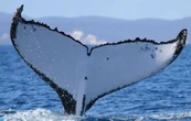 Dos ballenas jorobadas baten récords al nadar entre Australia y Brasil