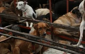 Exigen devolución de animales del Refugio Franciscano en inmediaciones del partido México-Portugal