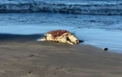 Alertan riesgos para especies en peligro de extinción por perforación petrolera en Golfo de México