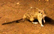 Tres muertos por hantavirus en un crucero de lujo que partió desde Argentina hacia Canarias