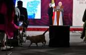 AMLO recibe felicitación de PETA por gatos de Palacio Nacional