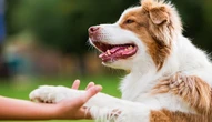 Nuôi thú cưng, cô gái bị nhiễm cùng lúc 2 loại ký sinh trùng