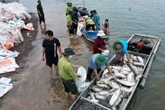 Cá lồng bè hồ Trị An chết trắng: Người dân nuôi tự phát, đang sắp xếp lại