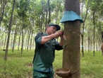 Những sáng kiến vì người lao động ngành cao su