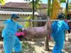 Tiêu hủy hơn 500 con heo ở Quảng Ngãi