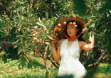 Chợ vải thiều ở Bắc Ninh 'gây sốt' nhờ bộ ảnh đẹp như phim trường