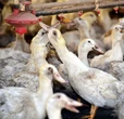 Hàn Quốc chứng kiến số vật nuôi chết do nắng nóng tăng đột biến