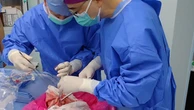 Lần đầu ghép thành công phổi heo cho người chết não