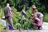 Bẻ cành cây trên bán đảo Sơn Trà - Đà Nẵng, một người đàn ông bị phạt 1,25 triệu đồng