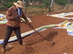 Giá cà phê biến động trái chiều, nông dân lăn tăn giữa bán và giữ hàng