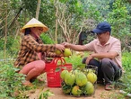 Thanh trà Huế được mùa, lần đầu tiên vào siêu thị lớn ở TP.HCM