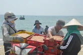 Ruốc xuất hiện dày đặc gần bờ, ngư dân Đà Nẵng đi vớt kiếm tiền triệu mỗi ngày