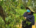 Giá hồ tiêu bất ngờ quay đầu giảm sau nhiều ngày tăng liên tiếp
