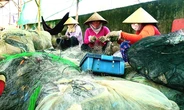 Cà Mau sắp hỗ trợ sinh kế cho hơn 12.000 hộ khó khăn