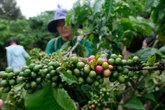 Doanh nghiệp 'chèo chống' với tỉ giá