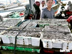 Ngư dân Quảng Trị trúng cá cơm, cảng cá nhộn nhịp từ sáng sớm
