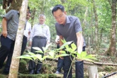 Sắp có đề án lớn về trồng sâm Ngọc Linh, nhà máy chế biến sản phẩm từ sâm