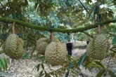 Đồng Tháp tháo gỡ điểm nghẽn cho ngành hàng sầu riêng