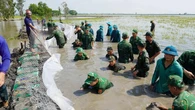 Lũ làm thủng đê ở Đồng Tháp Mười, bộ đội Tây Ninh hỗ trợ dân gia cố đê bảo vệ lúa