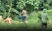 Người đàn ông đi hái măng rừng nằm chết, bên cạnh có dấu chân nghi của voi rừng