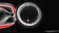 Các nhà khoa học dùng công nghệ nhân bản để hoán đổi DNA trong trứng người