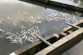 Lũ ống bất ngờ làm chết 45 tấn cá tầm ở Măng Đen, thiệt hại tiền tỉ