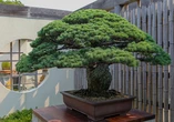 Cây bonsai 400 tuổi sống sót sau bom nguyên tử ở Hiroshima là có thật