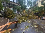 Dông lốc ở Hà Nội quật ngã nhiều cây xanh, cột điện