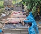 Người dân nói phải trả tiền để tiêu hủy heo chết do dịch tả, công an vào cuộc làm rõ