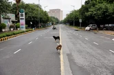 Ấn Độ di dời hàng nghìn chó hoang khỏi New Delhi