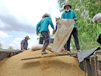 Không dễ tăng lượng gạo Việt xuất khẩu sang Nhật dù nước bạn đang thiếu, vì sao?