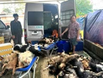 Bắt giữ 9 người chuyên trộm chó, sơ chế ở Tây Ninh rồi đưa về TP.HCM tiêu thụ