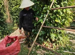 Vì sao giá hồ tiêu vẫn chưa bật tăng mạnh như kỳ vọng?